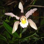 Cattleya forbesii flower picture by Renato Lima (cc-by-nc-sa)