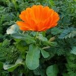 Calendula officinalis habit picture by Matt P. Walser (cc-by-sa)