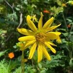 Silphium asteriscus flower picture by dude sailaway (cc-by-sa)