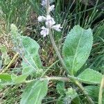 Veronica officinalis habit picture by Chris Georges (cc-by-sa)