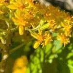 Senecio grandiflorus flower picture by Francois Mansour (cc-by-sa)