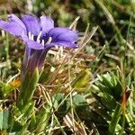 Gentiana pyrenaica habit picture by Yoan MARTIN (cc-by-sa)