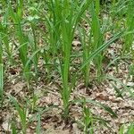 Scirpus sylvaticus habit picture by Marcin Janus (cc-by-sa)