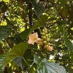 Ceiba pentandra flower picture by Obando Soto (cc-by-sa)