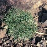 Eriogonum rixfordii habit picture by Daniel Barthelemy (cc-by-nc)