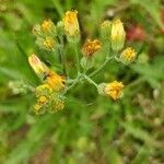 Crepis vesicaria flower picture by Heiko (cc-by-sa)