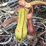 Nepenthes mirabilis leaf picture by Pablo Lizondo (cc-by-sa)