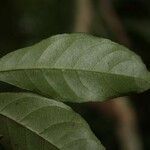 Rinorea amapensis leaf picture by Jean-François Molino (cc-by-sa)