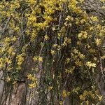 Jasminum nudiflorum habit picture by elise roques (cc-by-sa)