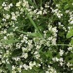 Galium saxatile habit picture by Denise de Lassat (cc-by-sa)