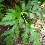 Geranium maderense leaf picture by fabricekx (cc-by-sa)