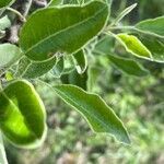 Pyrus spinosa leaf picture by Francois Mansour (cc-by-sa)