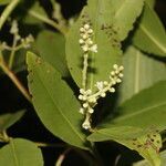 Laguncularia racemosa flower picture by Nelson Zamora Villalobos (cc-by-nc)