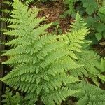 Dryopteris expansa leaf picture by Amadou Sarr (cc-by-sa)