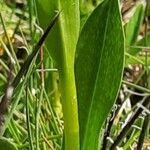 Pseudorchis albida leaf picture by Rupert Lorenzer (cc-by-sa)