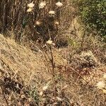 Silybum marianum habit picture by Pierre (cc-by-sa)