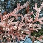 Selaginella denticulata leaf picture by Heber Martinez (cc-by-sa)