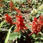 Salvia splendens flower picture by Gabriele Fadda (cc-by-sa)