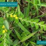 Crotalaria hebecarpa leaf picture by Samad Kottur (cc-by-sa)