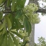 Alstonia scholaris habit picture by Islam Asiful (cc-by-sa)