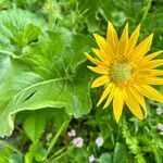 Balsamorhiza deltoidea flower picture by Adam Van Straten (cc-by-sa)