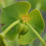 Euphorbia segetalis fruit picture by Sylvain Piry (cc-by-sa)