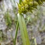 Carex vesicaria leaf picture by jvanbuul (cc-by-sa)