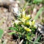 Baccharis dracunculifolia flower picture by Trap Hers (cc-by-sa)