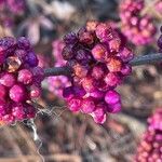 Callicarpa americana fruit picture by Gopal Sharma (cc-by-sa)