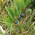 Polygonatum multiflorum fruit picture by Bastien Zanette (cc-by-sa)