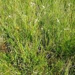 Eriophorum latifolium habit picture by Alain Bigou (cc-by-sa)