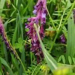 Vicia eriocarpa flower picture by Pazzelli (cc-by-sa)