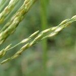 Panicum dichotomiflorum fruit picture by Yoan MARTIN (cc-by-sa)