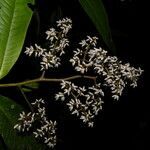 Ardisia nigropunctata flower picture by Nelson Zamora Villalobos (cc-by-nc)