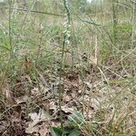 Spiranthes spiralis habit picture by Sylvain Piry (cc-by-sa)