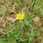 Potentilla anglica flower picture by koos meijer (cc-by-sa)