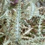 Carduus carlinoides leaf picture by Francois Mansour (cc-by-sa)