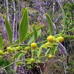 Phyllanthus francii fruit picture by Richard Chesher (cc-by-sa)