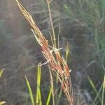 Chrysopogon plumulosus flower picture by susan brown (cc-by-sa)