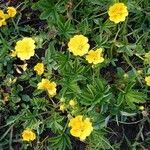 Potentilla aurea habit picture by Manuëlle (cc-by-sa)