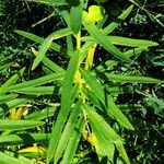 Euphorbia lucida habit picture by Andrzej Konstantynowicz (cc-by-sa)