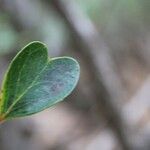 Pleurostylia pachyphloea leaf picture by J. Champ (cc-by-sa)