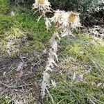 Carlina vulgaris flower picture by Juanma Crespo (cc-by-sa)