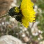 Pilosella glacialis flower picture by Francois Mansour (cc-by-sa)