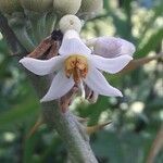 Solanum stramoniifolium flower picture by Denis Bastianelli (cc-by-sa)