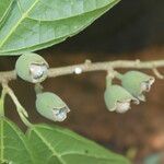 Quararibea funebris fruit picture by Nelson Zamora Villalobos (cc-by-nc)