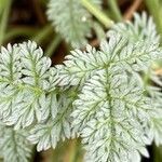 Erodium glandulosum leaf picture by ioannis nicolis (cc-by-sa)