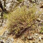 Salvia fruticosa habit picture by Thymus Marrovius (cc-by-sa)