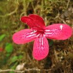 Asteranthera ovata flower picture by Daniel Barthelemy (cc-by-nc)