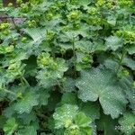 Alchemilla mollis habit picture by chiju (cc-by-sa)